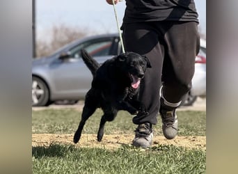 Boba eine fröhliche freundliche Hündin