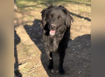 Indy ein zarter Hundebub