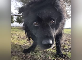 Marlo ein gutmütiger Rüde