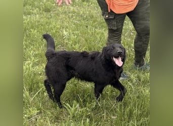 Bo ein feiner Hundebub