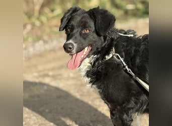 Hugo ein gutmütiger lieber Schatz