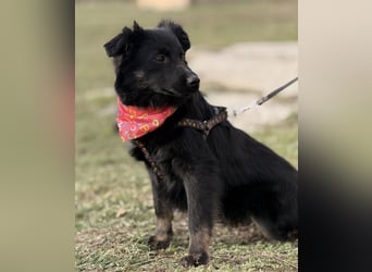 Amigo ein Engel auf vier Pfoten