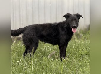 Zierliche schwarze Kata wird immer übersehen