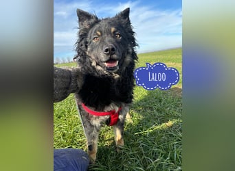 Laloo ein Schatz auf vier Pfoten