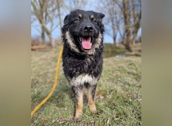 Laloo ein Schatz auf vier Pfoten