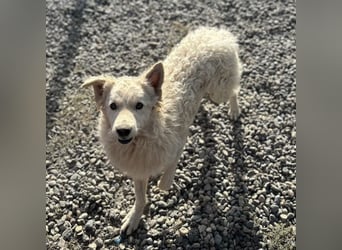 Tibor ein blonder verspielter Bub