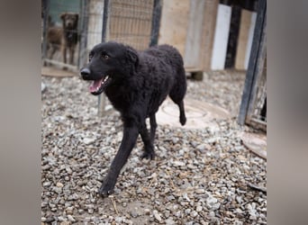 Dado ein absoluter Schatz