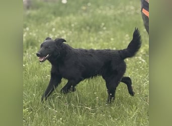 Bo ein feiner Hundebub