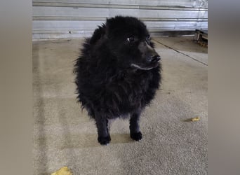 Lord - wird er je eine Chance bekommen?