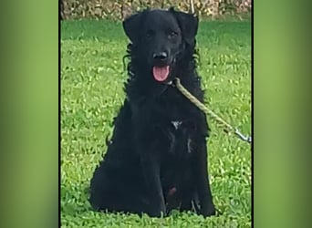 Buddy ein Traumwesen