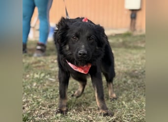 Amigo ein Engel auf vier Pfoten