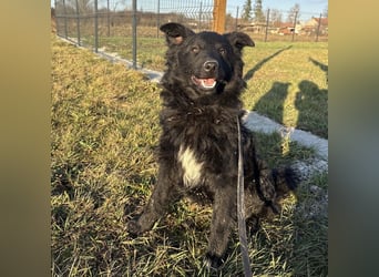 Dobri wartet viel zu lange