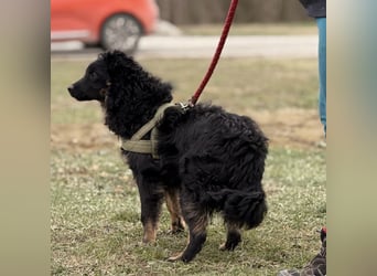 Atlas ein wundervoller Rüde