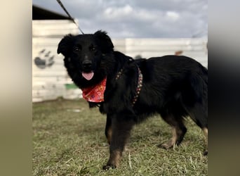 Amigo ein Engel auf vier Pfoten