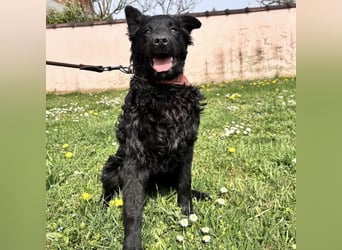 Stipo ein freundlicher Welpenbub