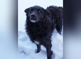 Edo ein freundlicher verspielter Rüde