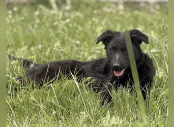 Zierliche schwarze Kata wird immer übersehen