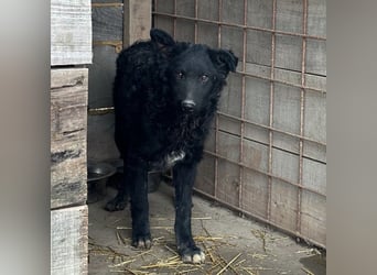 Chi Chi ein ängstlicher Schatz