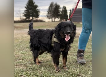 Atlas ein wundervoller Rüde