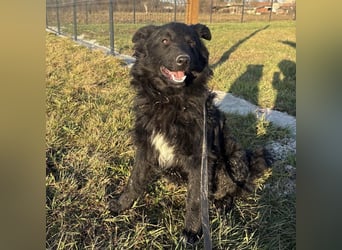 Dobri wartet viel zu lange