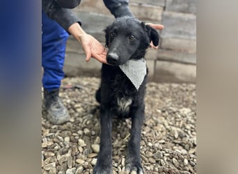 Chi Chi ein ängstlicher Schatz