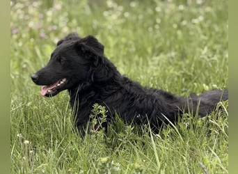 Zierliche schwarze Kata wird immer übersehen
