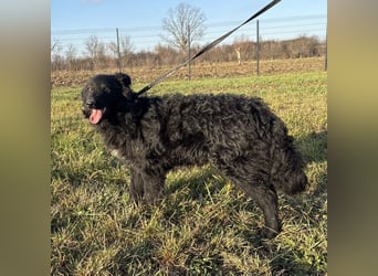 Dobri wartet viel zu lange