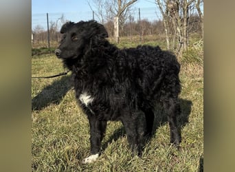 Charlie ein lieber Hundebub