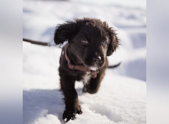 Buddy ein verspielter Clown