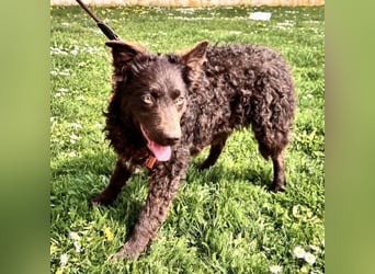 Kava eine treue Begleiterin fürs Leben