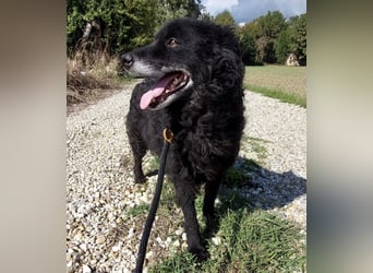 Zelda eine absolute Seelenhündin