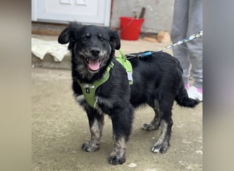 Ledo ein Schatz auf vier Pfoten