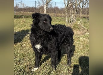 Charlie ein lieber Hundebub