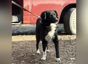 Hugo ein gutmütiger lieber Schatz