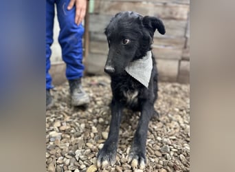 Chi Chi ein ängstlicher Schatz