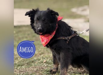 Amigo ein Engel auf vier Pfoten