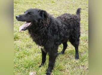 Edo ein freundlicher verspielter Rüde