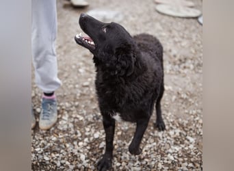 Dado ein absoluter Schatz