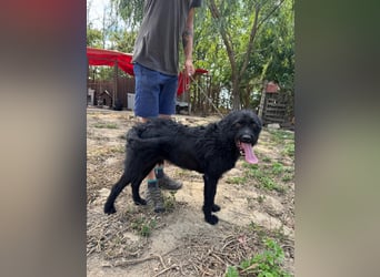 Sanyo möchte ein Familienhund werden