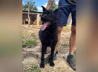 Sanyo möchte ein Familienhund werden
