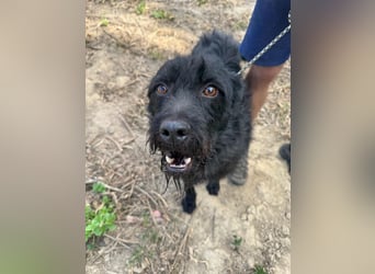 Sanyo möchte ein Familienhund werden