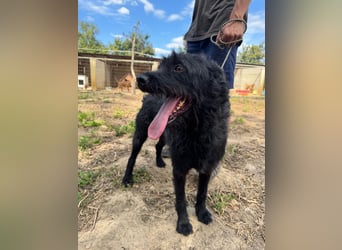 Sanyo möchte ein Familienhund werden
