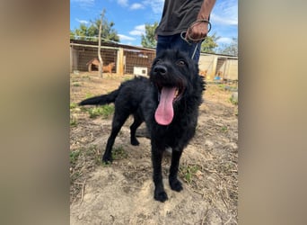 Sanyo möchte ein Familienhund werden