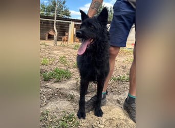 Sanyo möchte ein Familienhund werden