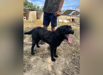 Sanyo möchte ein Familienhund werden