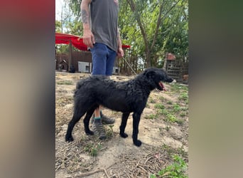 Sanyo möchte ein Familienhund werden