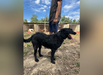 Sanyo möchte ein Familienhund werden