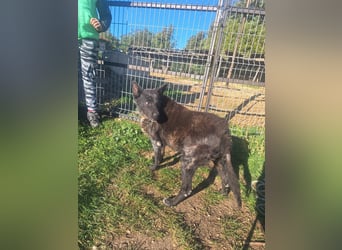 Fricska VA– Hündin mit wunderschönen Augen und wundervollem Wesen