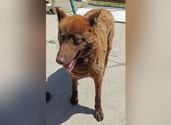 Vigyori KK - liebenswerte, lächelnde Hundeomi sucht ihr Glück!