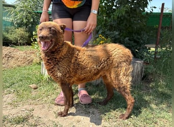 Vigyori KK - liebenswerte, lächelnde Hundeomi sucht ihr Glück!